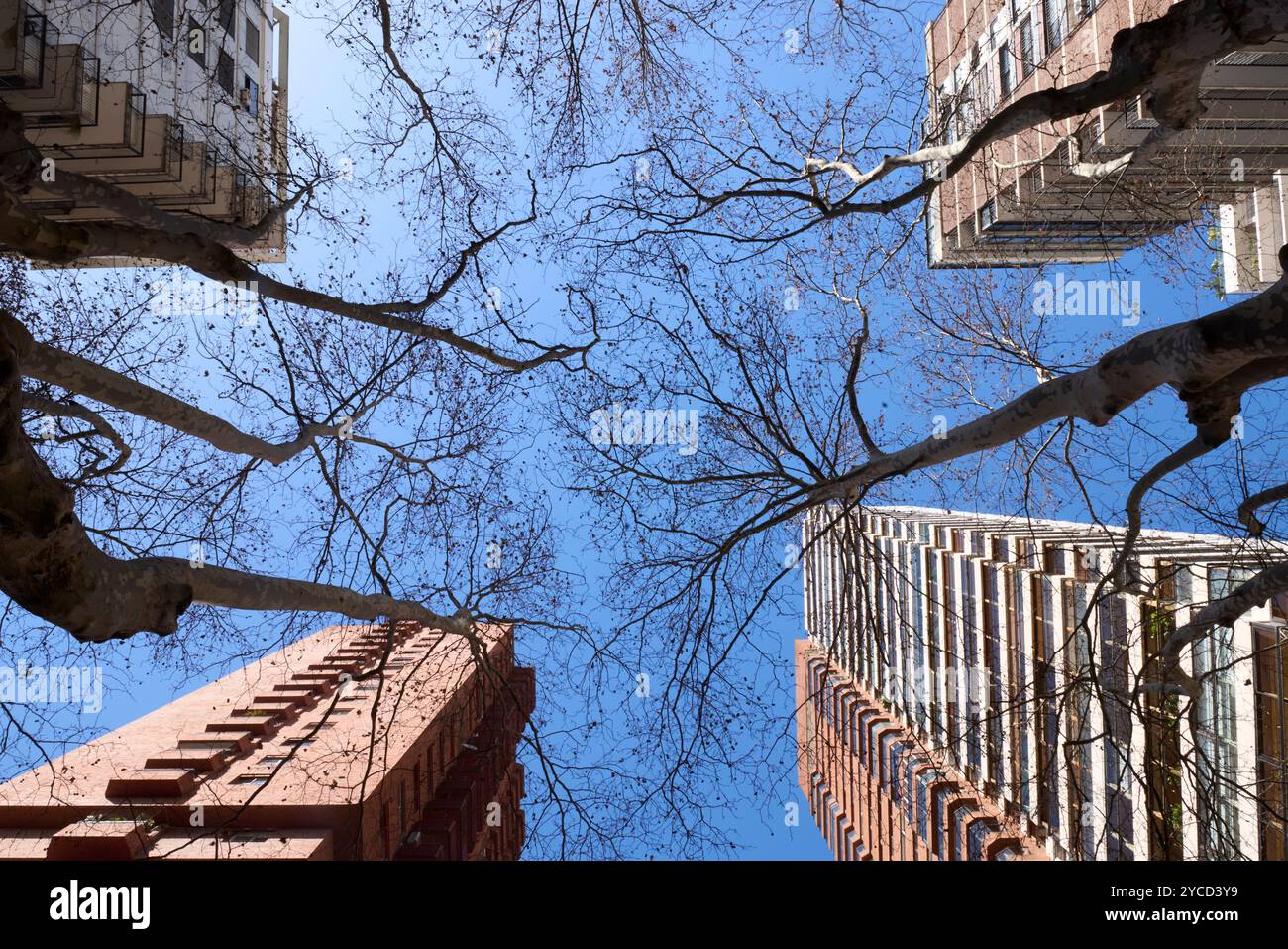 Vista angolare da sotto di quattro edifici residenziali alti, uno in ogni angolo della foto. Composizione completata con alberi senza foglie sotto un blu chiaro Foto Stock