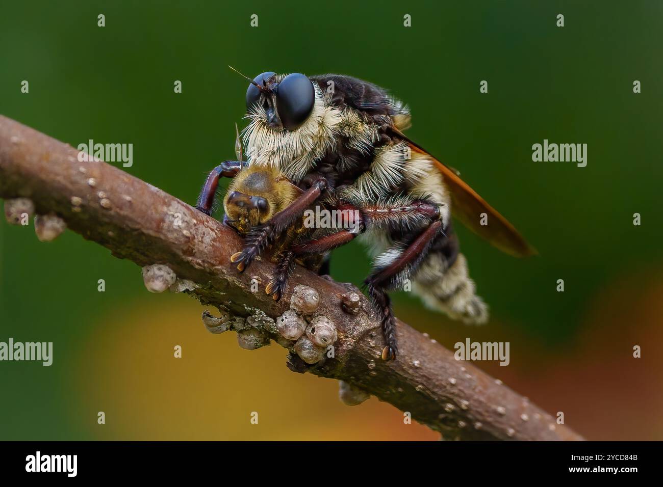 Rapinatore mosca mangiando la sua preda, un Honeybee Foto Stock