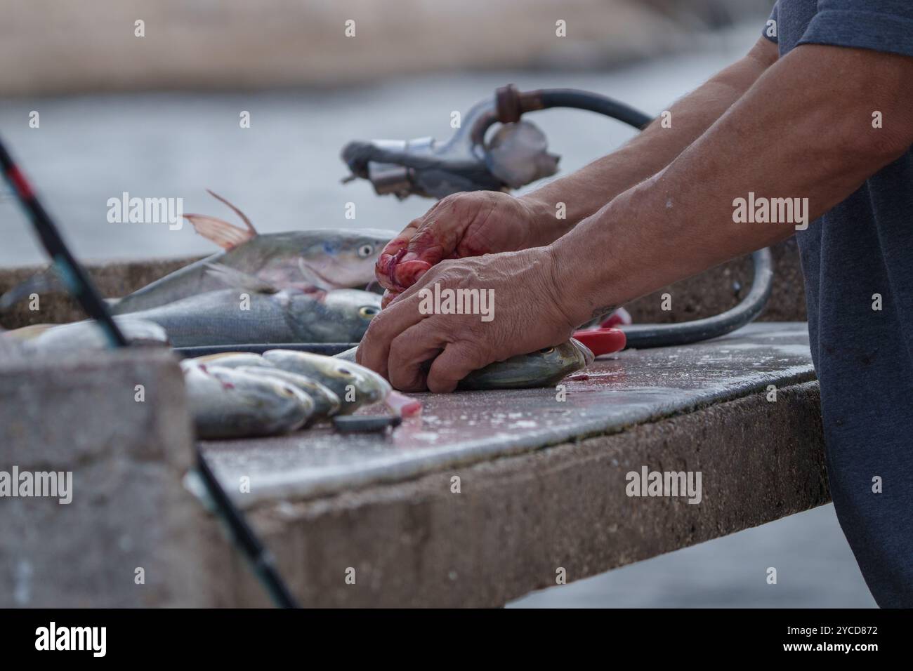 L'uomo pulizia del pesce Foto Stock