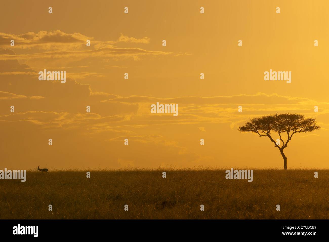 Un tranquillo tramonto sulla savana africana in Kenya, caratterizzato da un albero di acacia solitario e una gazzella lontana. Cattura la bellezza tranquilla della terra selvaggia Foto Stock