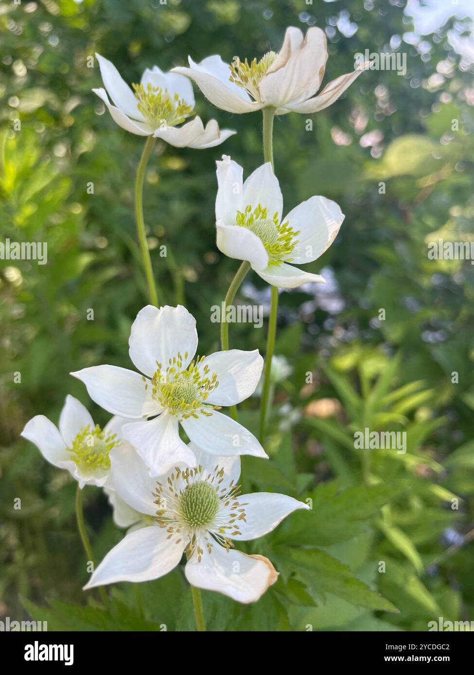 Delicati anemoni di legno con petali bianchi e centri gialli annidati tra foglie verdi lussureggianti, catturando l'essenza di un tranquillo bosco primaverile. - Immagine stock catturata con smartphone