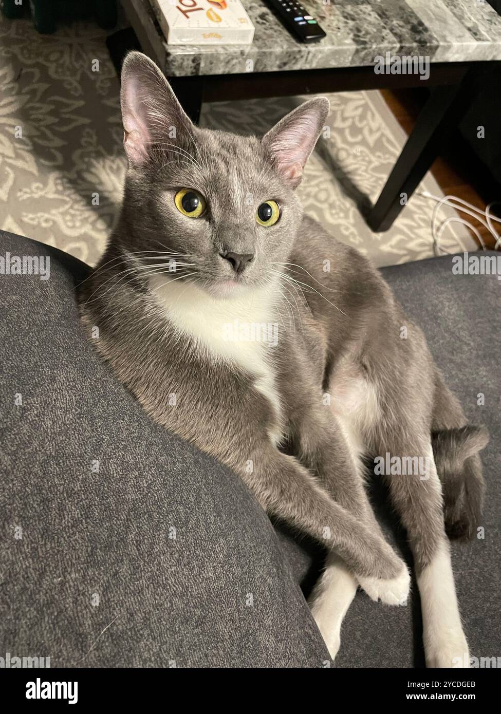 Elegante gatto grigio con occhi gialli luminosi che si rilassano regalmente sul divano scuro, zampe bianche e petto che brillano come al chiaro di luna contro le ombre di velluto. - Immagine stock catturata con smartphone