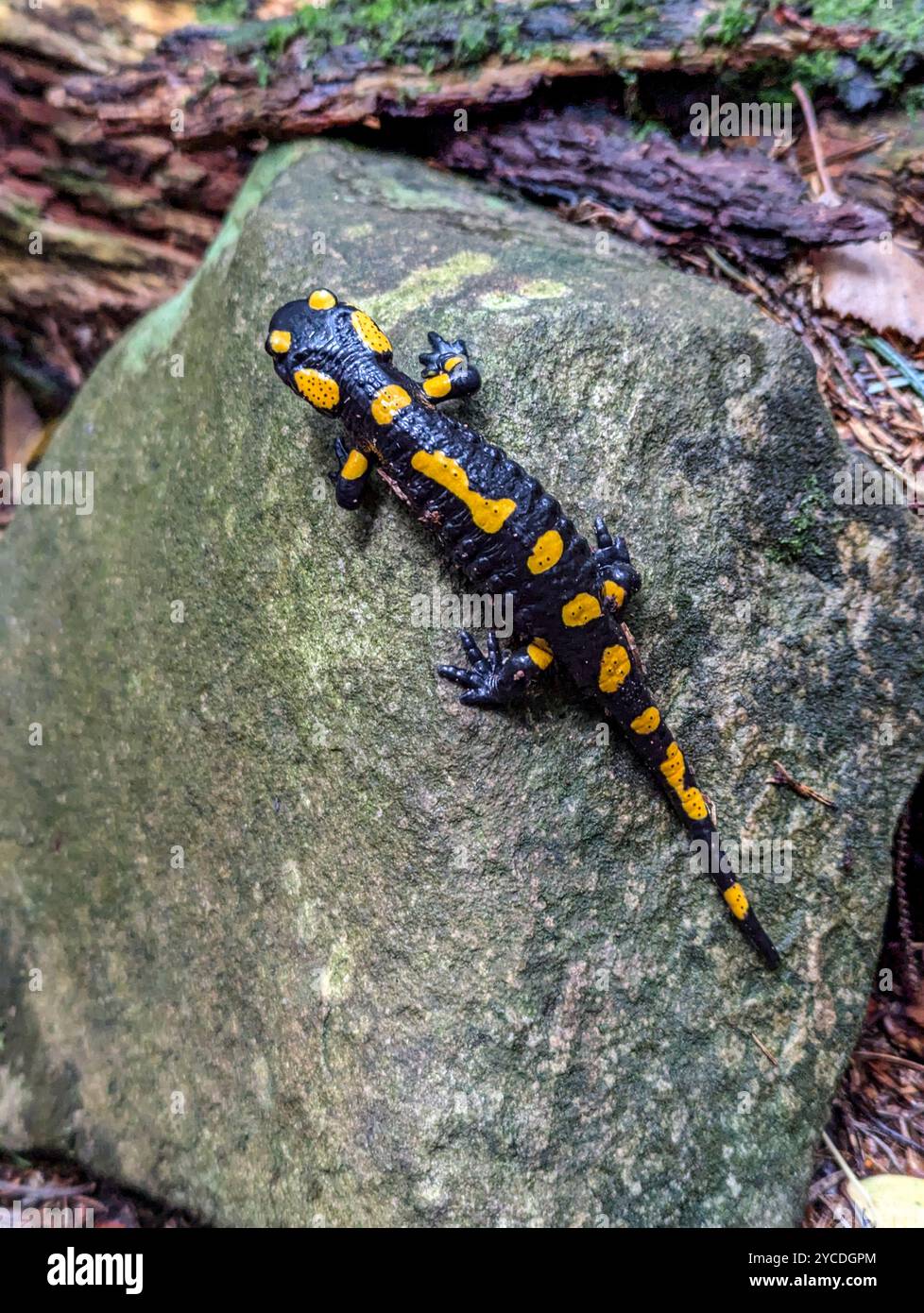 Le audaci strisce nere e gialle della salamandra servono da avvertimento ai predatori della sua tossicità. Foto Stock