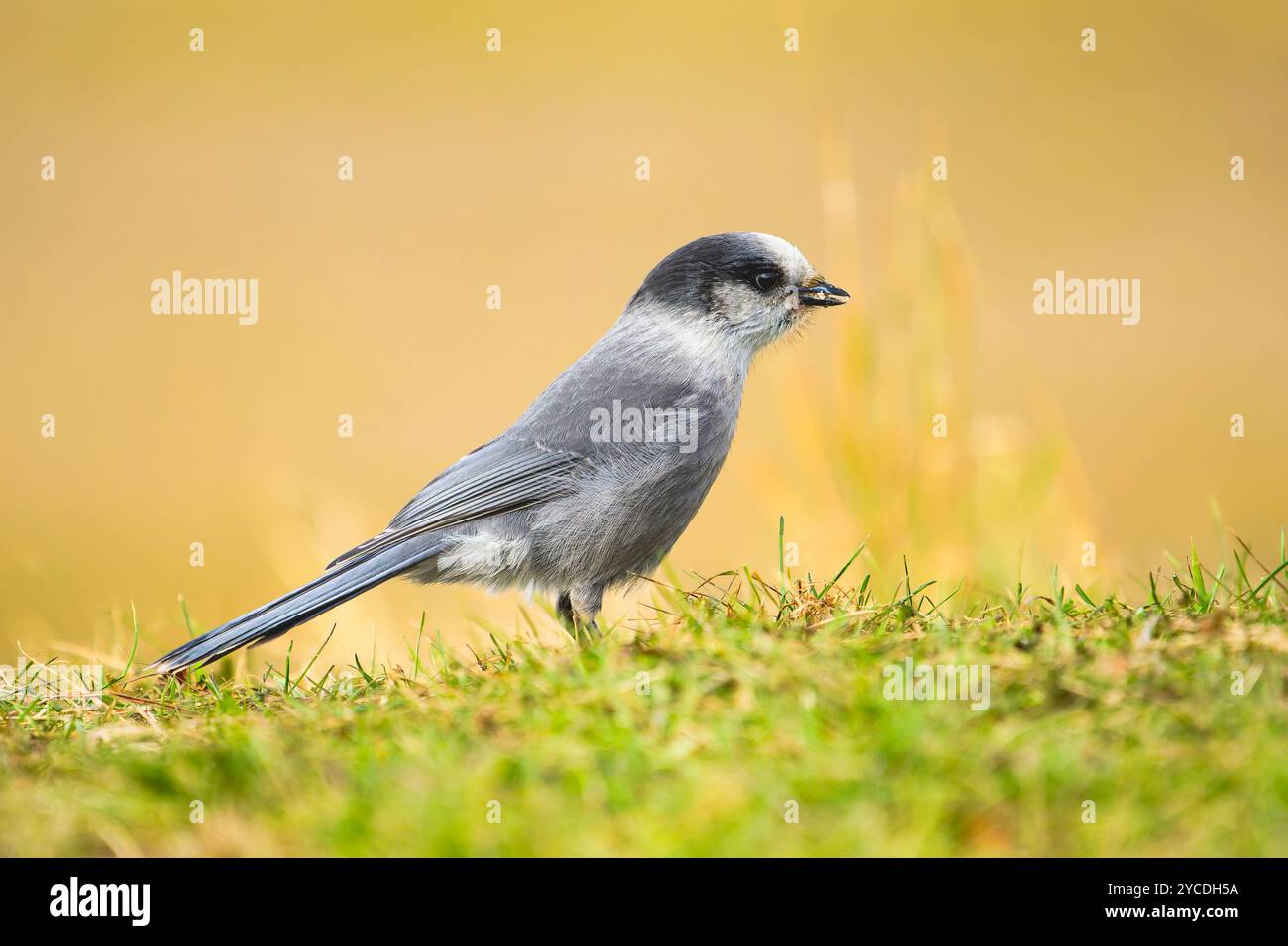 Canada Jay che si occupa di foraggio nell'Alaska centro-meridionale. Foto Stock