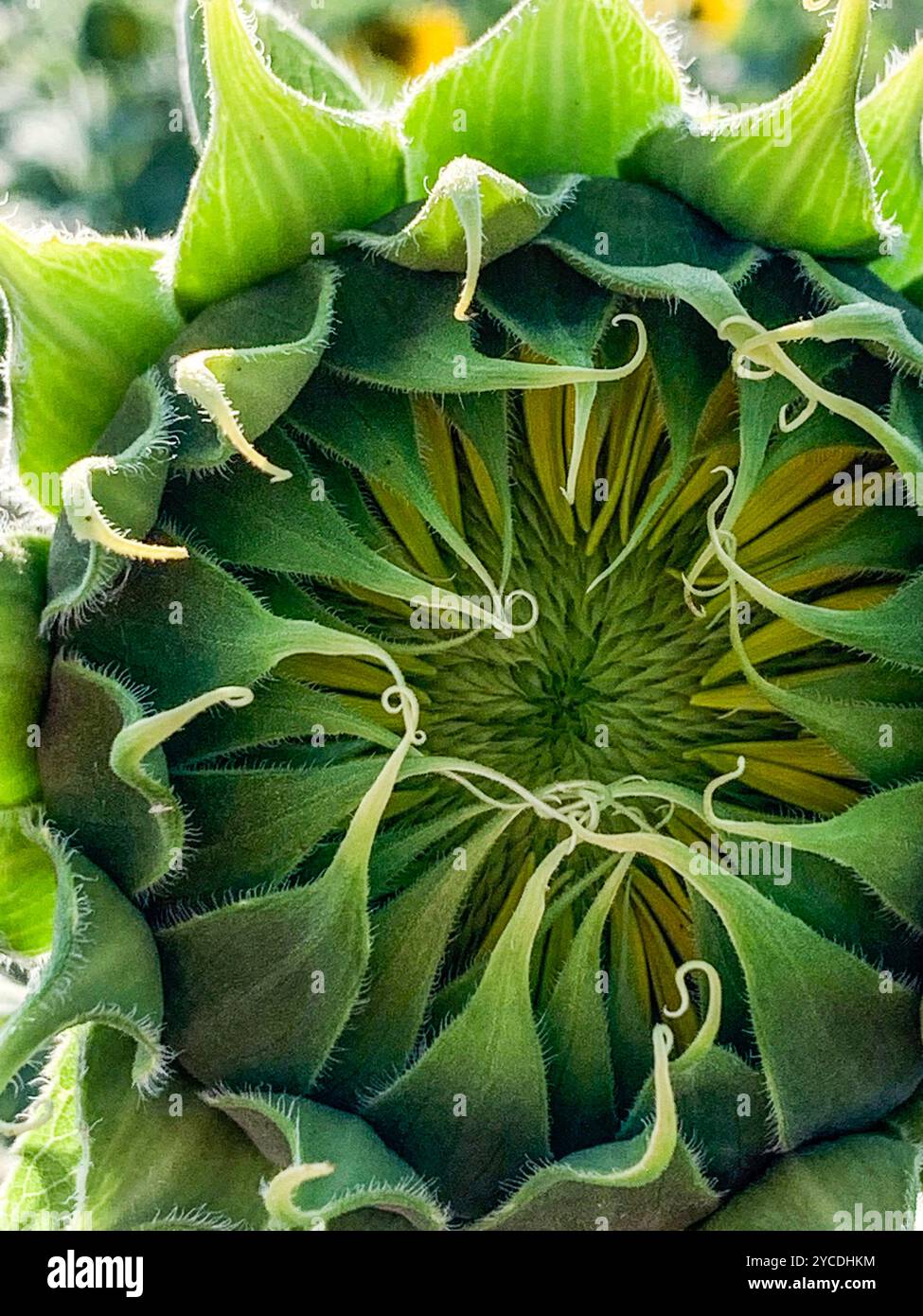 Vista ravvicinata del girasole verde brillante in erba a luglio - Immagine stock catturata con smartphone
