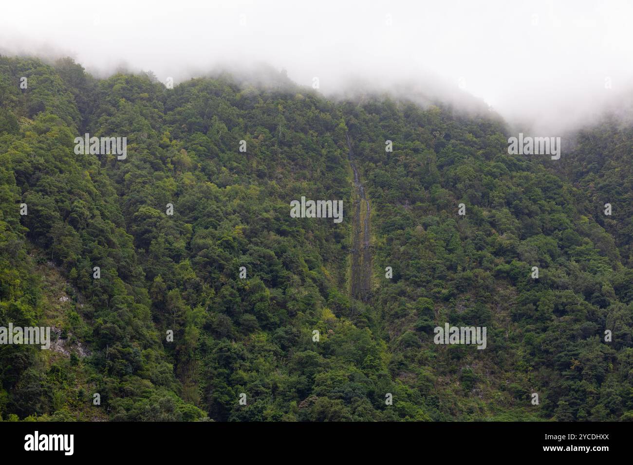 Foresta pluviale tropicale con piccole cascate nella nebbia mattutina. Isola di Madeira, Portogallo Foto Stock