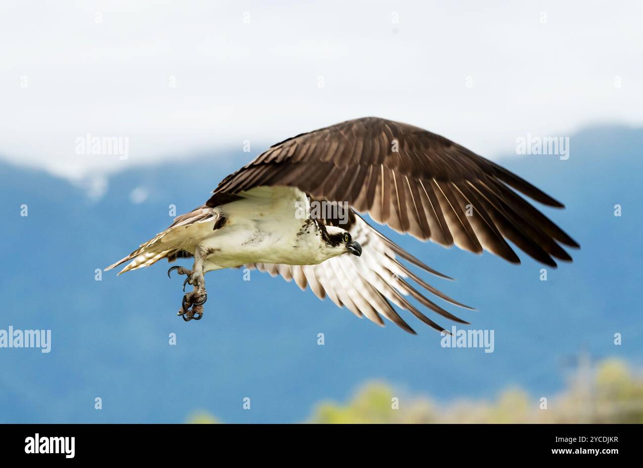 Osprey, Bird of Prey, estate, Alaska Foto Stock