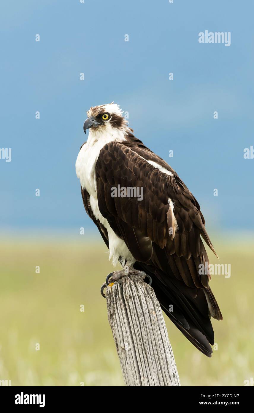 Osprey, Bird of Prey, estate, Alaska Foto Stock
