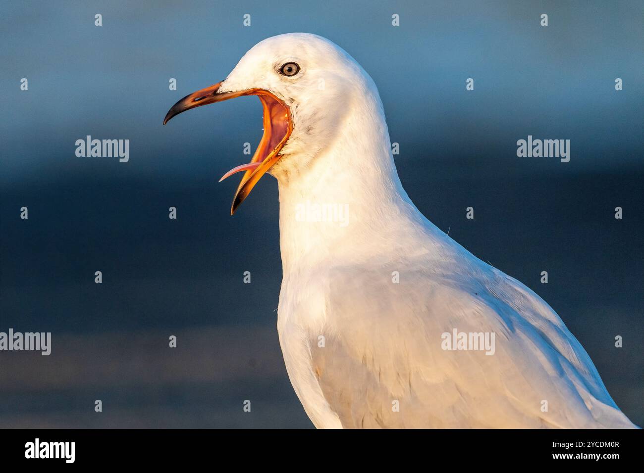 Primo piano del gabbiano d'argento (Chroicocephalus novaehollandiae) con la bocca aperta. Tin CAN Bay, Queensland Australia Foto Stock