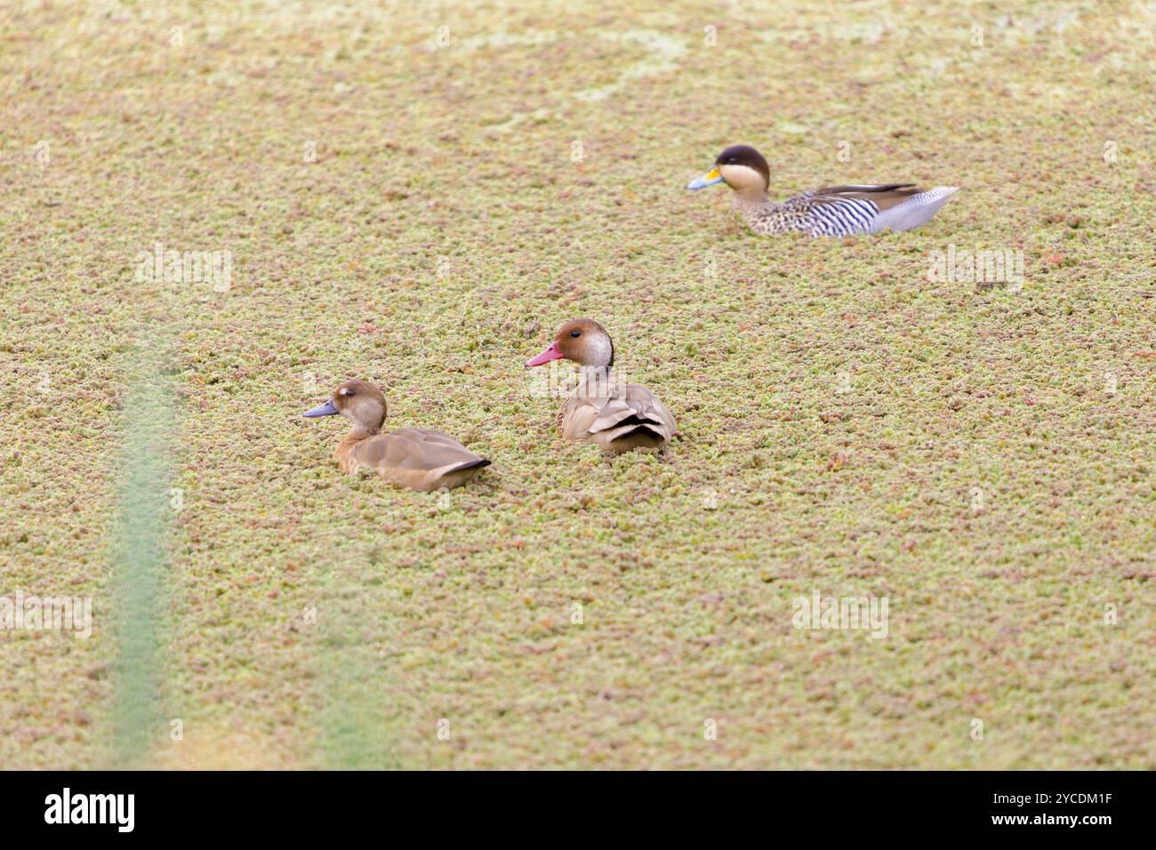 Tè brasiliano (Amazonetta brasiliensis) e tè d'argento (spatola versicolor) in una laguna di Buenos Aires. Foto Stock