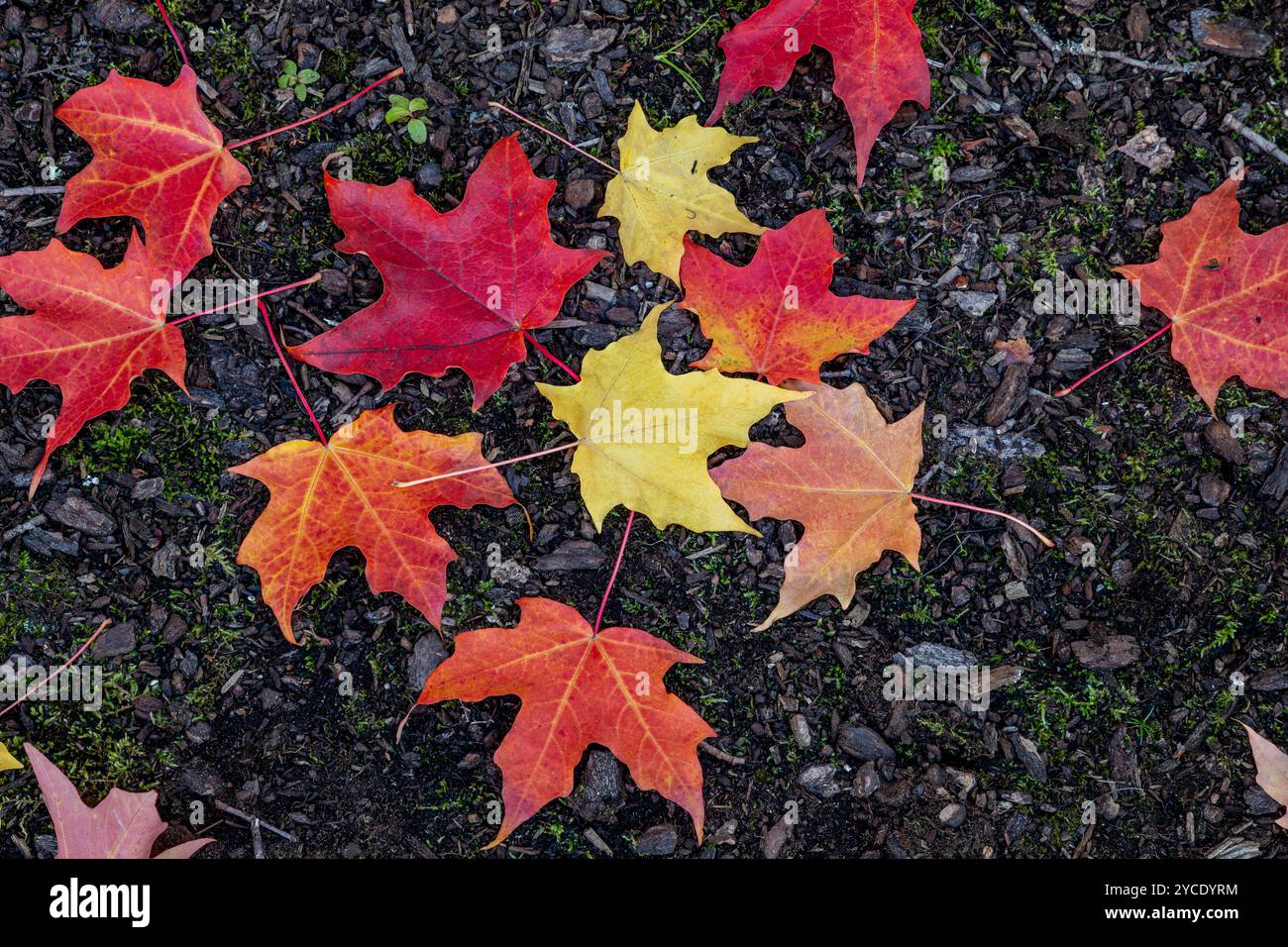 WA25794-00...WASHINGTON - colori speciali su un gruppo di foglie d'acero a terra, al Gene Coulon Memorial Beach Park di Renton. Foto Stock