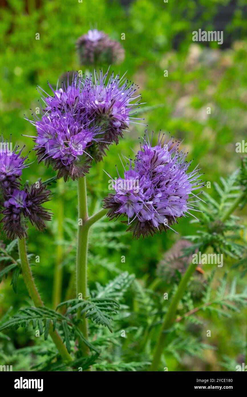 Phacelia tanacetifolia, erbaccia dello scorpione, una pianta erbacea della famiglia Borage Foto Stock