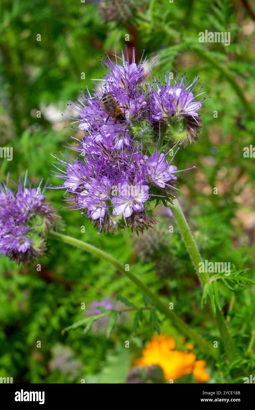 Phacelia tanacetifolia, erbaccia dello scorpione, una pianta erbacea della famiglia Borage Foto Stock