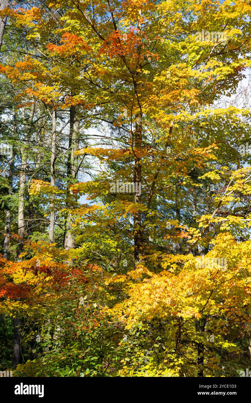 Colorate foglie autunnali al campeggio Vogel State Park di Blairsville, Georgia. (USA) Foto Stock