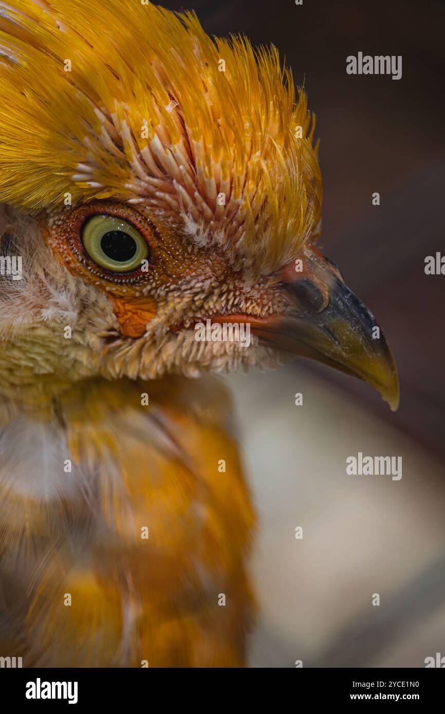 Crisolophus pictus di Porec Croazia, bellissimo uccello di fagiano dorato con un coloratissimo Papago Park foto di alta qualità Foto Stock