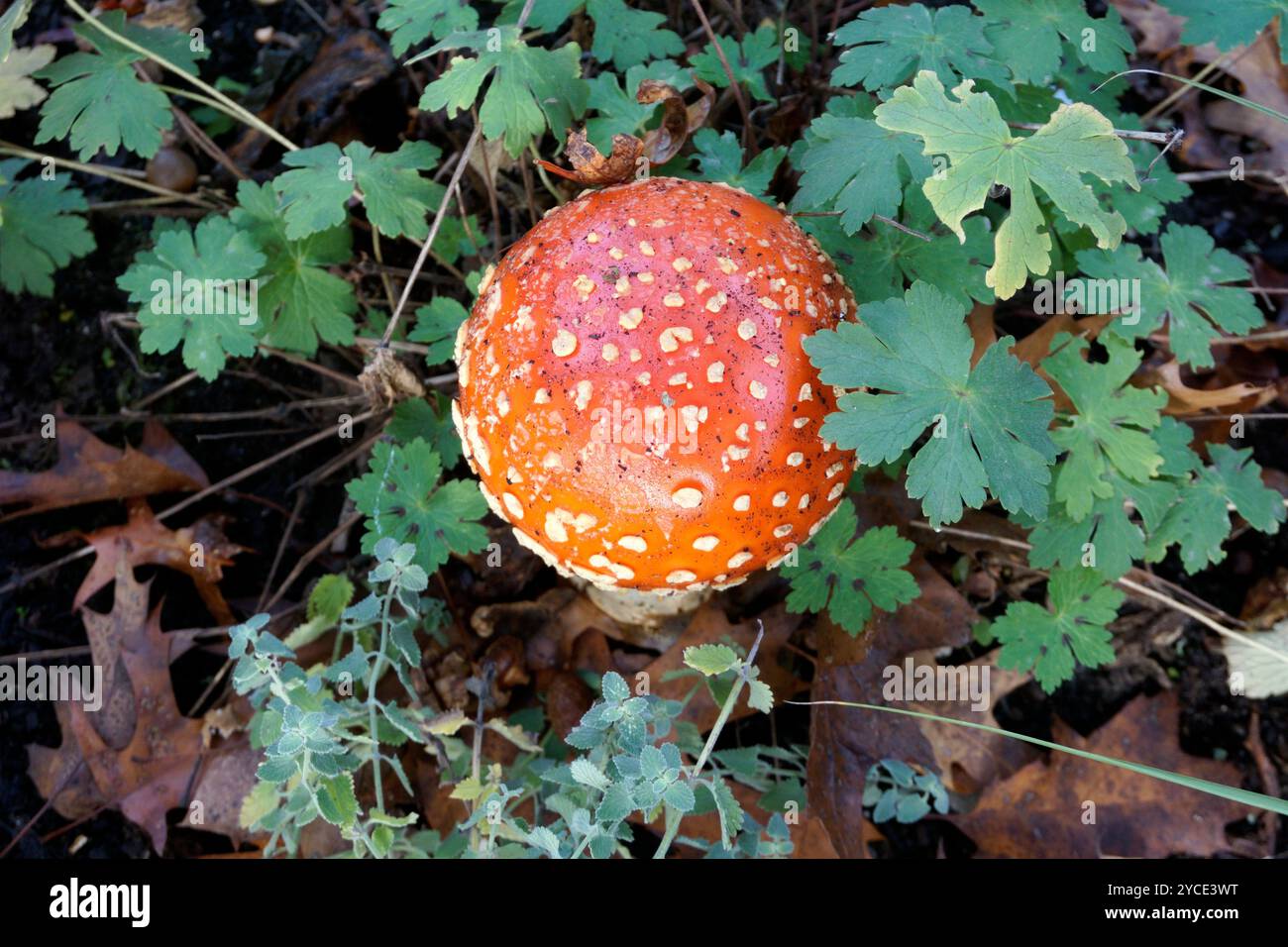 Un immaturo fungo Amanita o Fly Amanita che cresce in un giardino, dall'alto, British Columbia, Canada Foto Stock