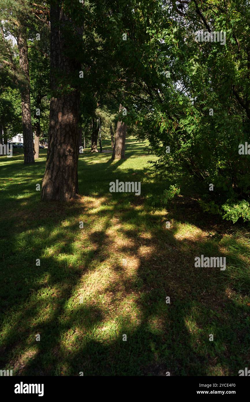 La luce del sole filtra tra tra gli alberi, gettando ombre sull'erba in un parco Foto Stock