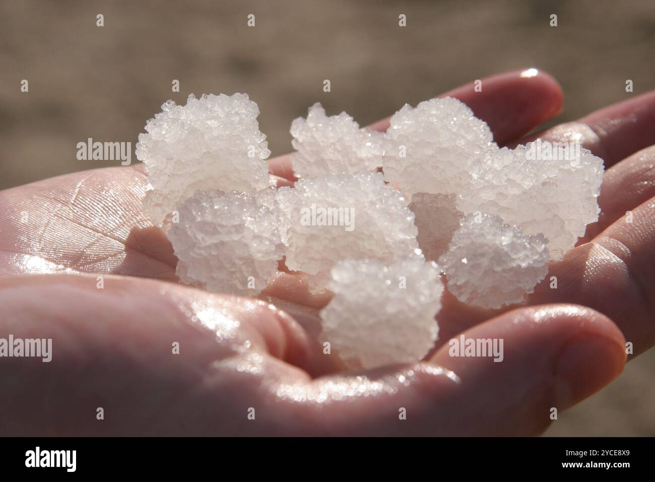 Cristalli di sale dal Mar della morte Foto Stock