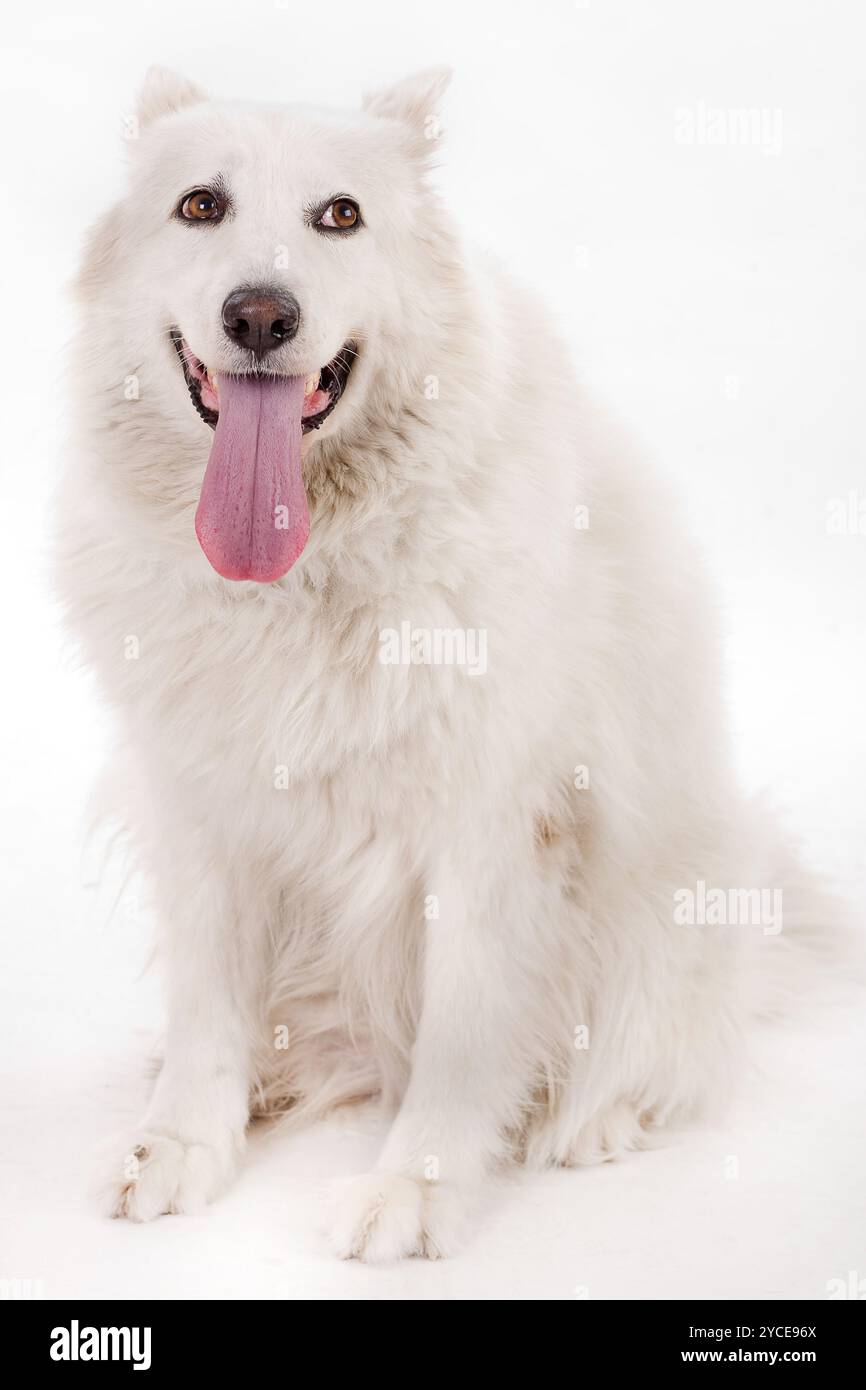 Cane bianco che si divide il tounge Foto Stock