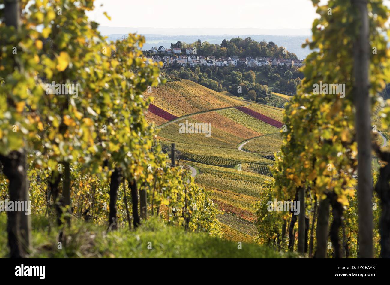 Vista della tenuta di Luginsland, dei vigneti, delle viti, della viticoltura, colori autunnali, autunno, Kappelberg, Fellbach, Waiblingen, Baden-Wuerttemberg, GE Foto Stock