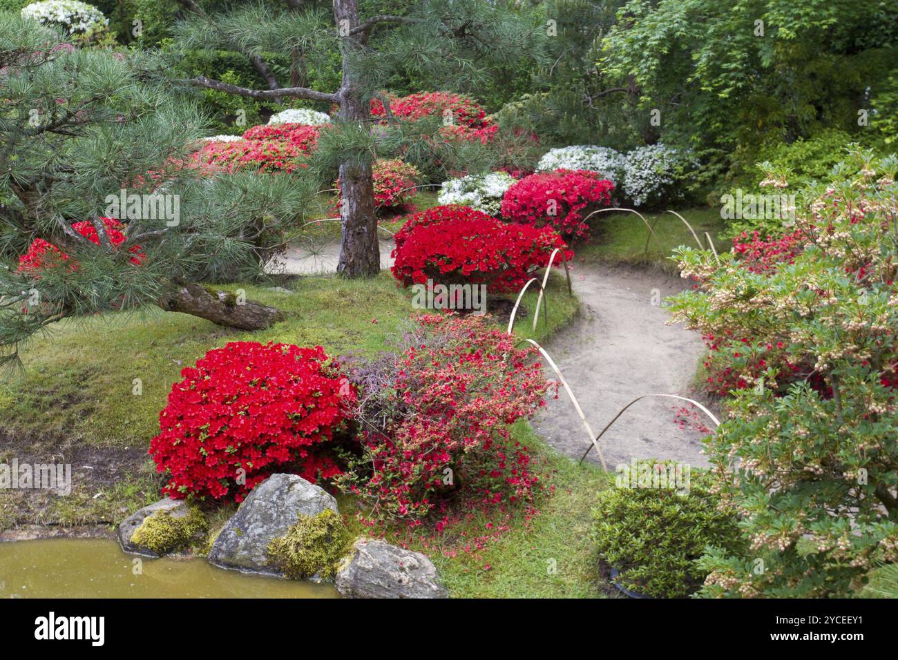 Azalea fioritura e laghetto nel Giardino Giapponese Foto Stock