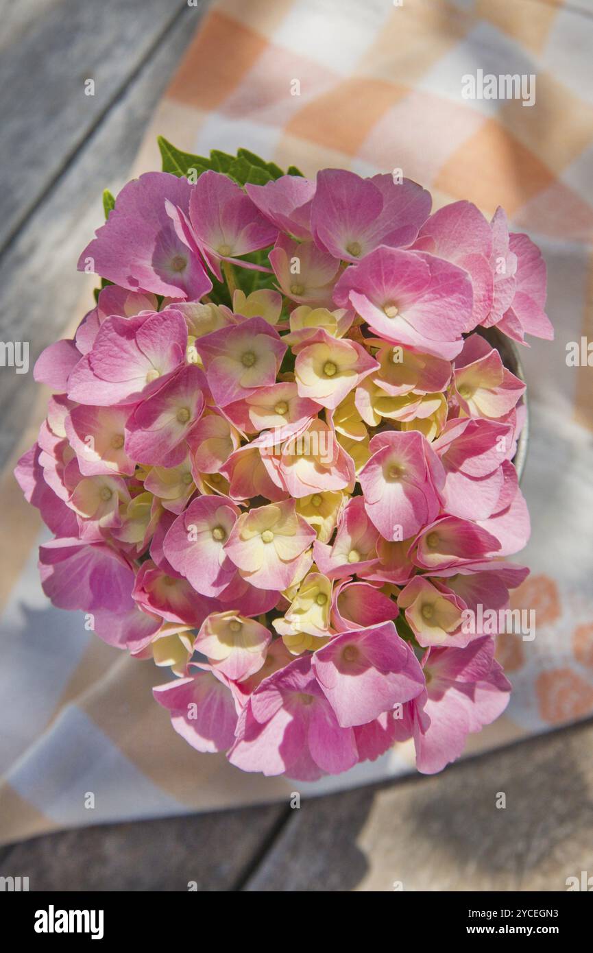 Il fiore rosa hydrangea in piena fioritura a fine primavera Foto Stock