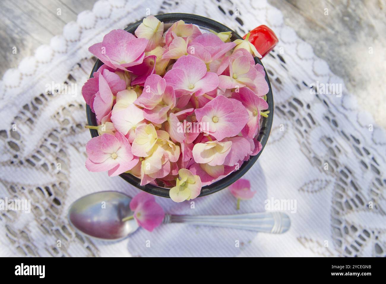 Il fiore rosa hydrangea in piena fioritura a fine primavera Foto Stock