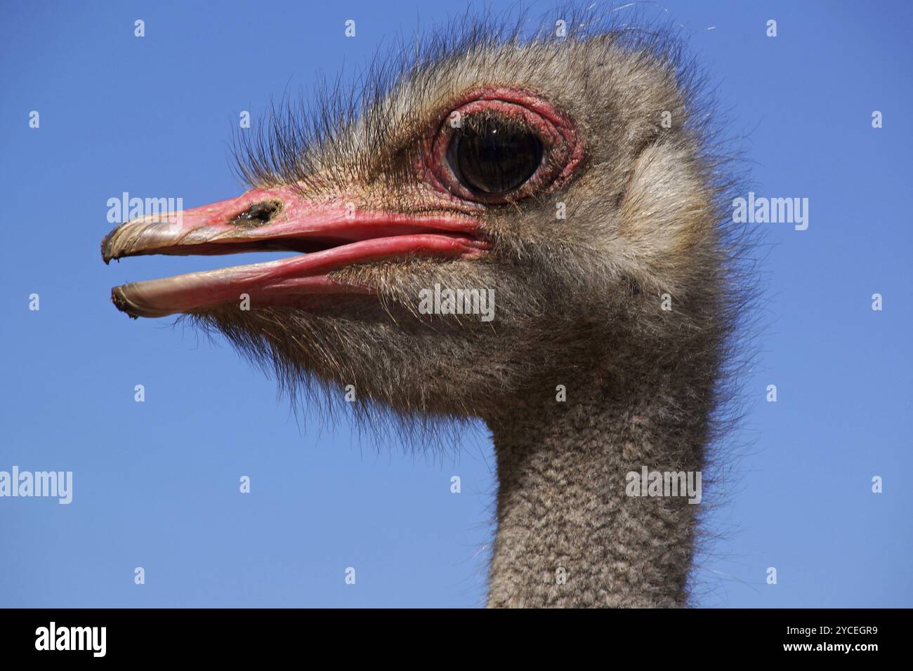Struzzo comune (Struthio camelus), Ritratto, Sudafrica, Africa, Africa Foto Stock