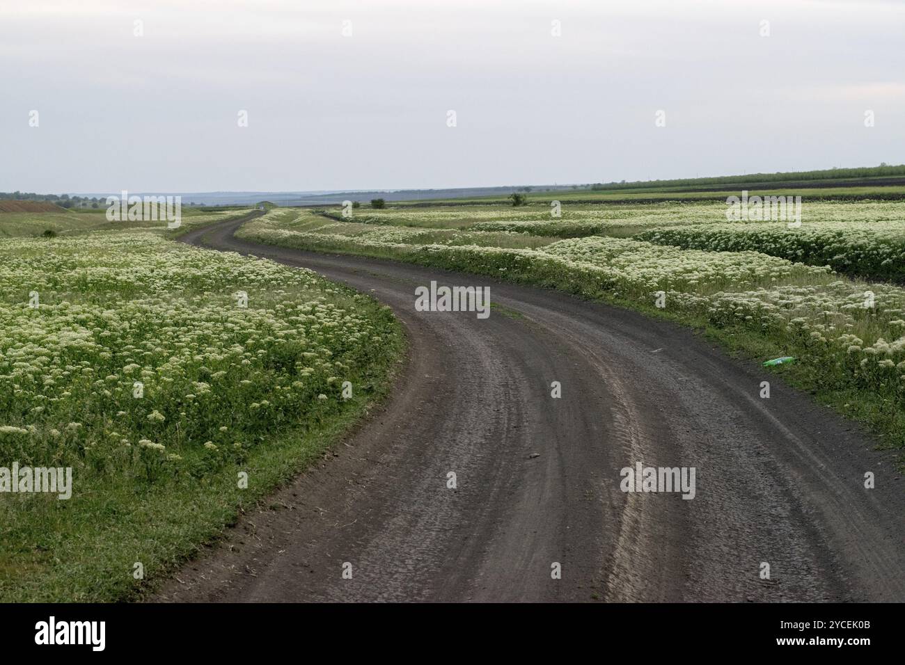 Un campo di fiori con una strada nel mezzo Foto Stock