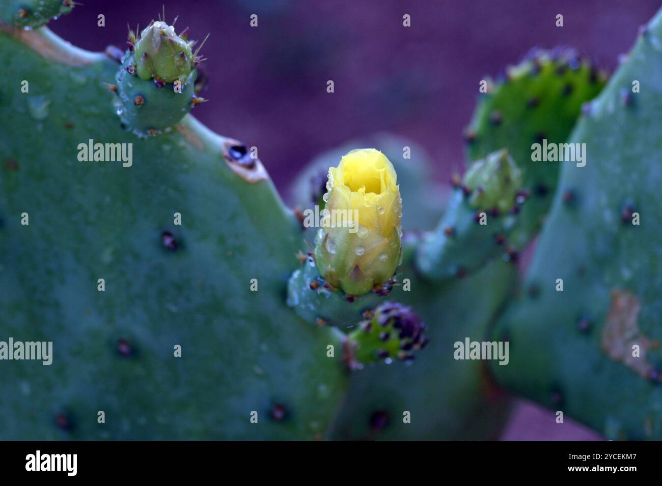 Opuntia fiore Foto Stock