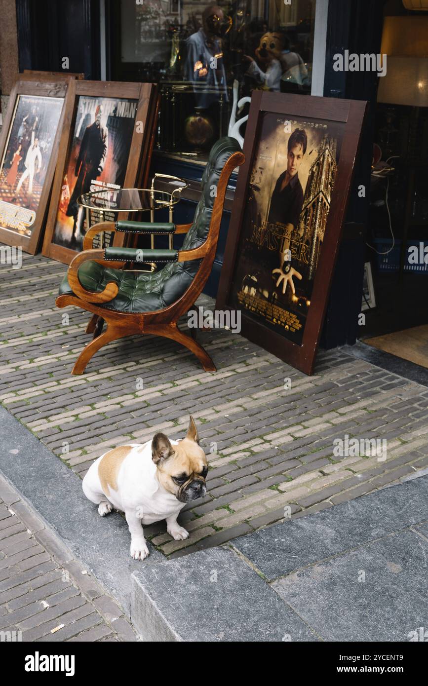 Utrecht, Paesi Bassi, 4 agosto 2016: Cane a guardia di un negozio di antiquariato a Utrecht. L'antico centro cittadino presenta molti edifici e strutture diversi dati Foto Stock