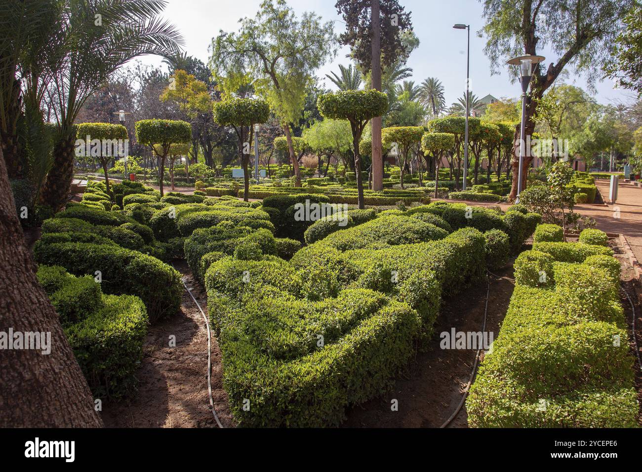 Fantastico cyberpark a Marrakech. Albero potato (alberi di mandarino con frutti), topiario sembra bello Foto Stock