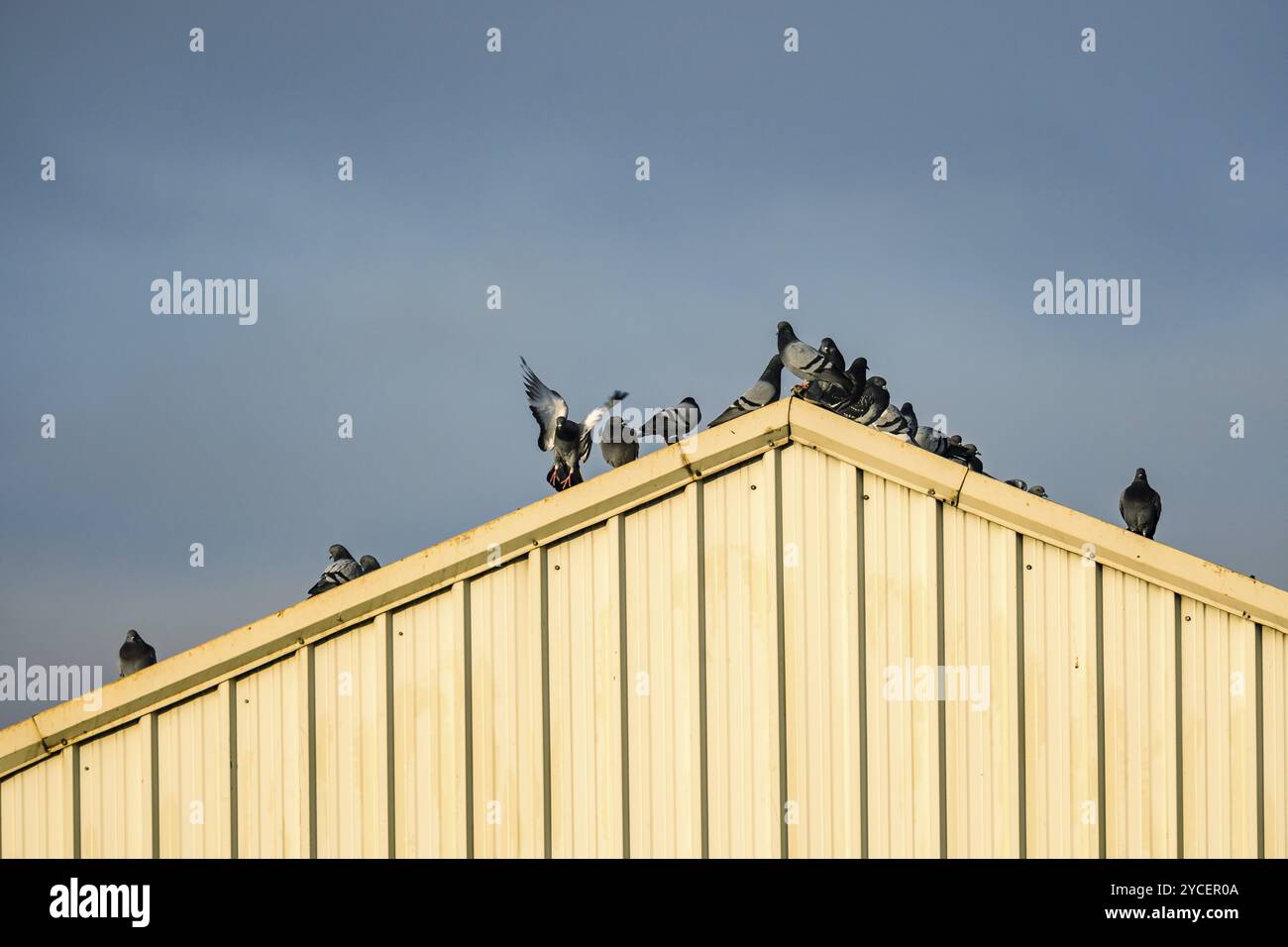 Piccioni comuni sul tetto in metallo di un magazzino industriale. Teleobiettivo Foto Stock