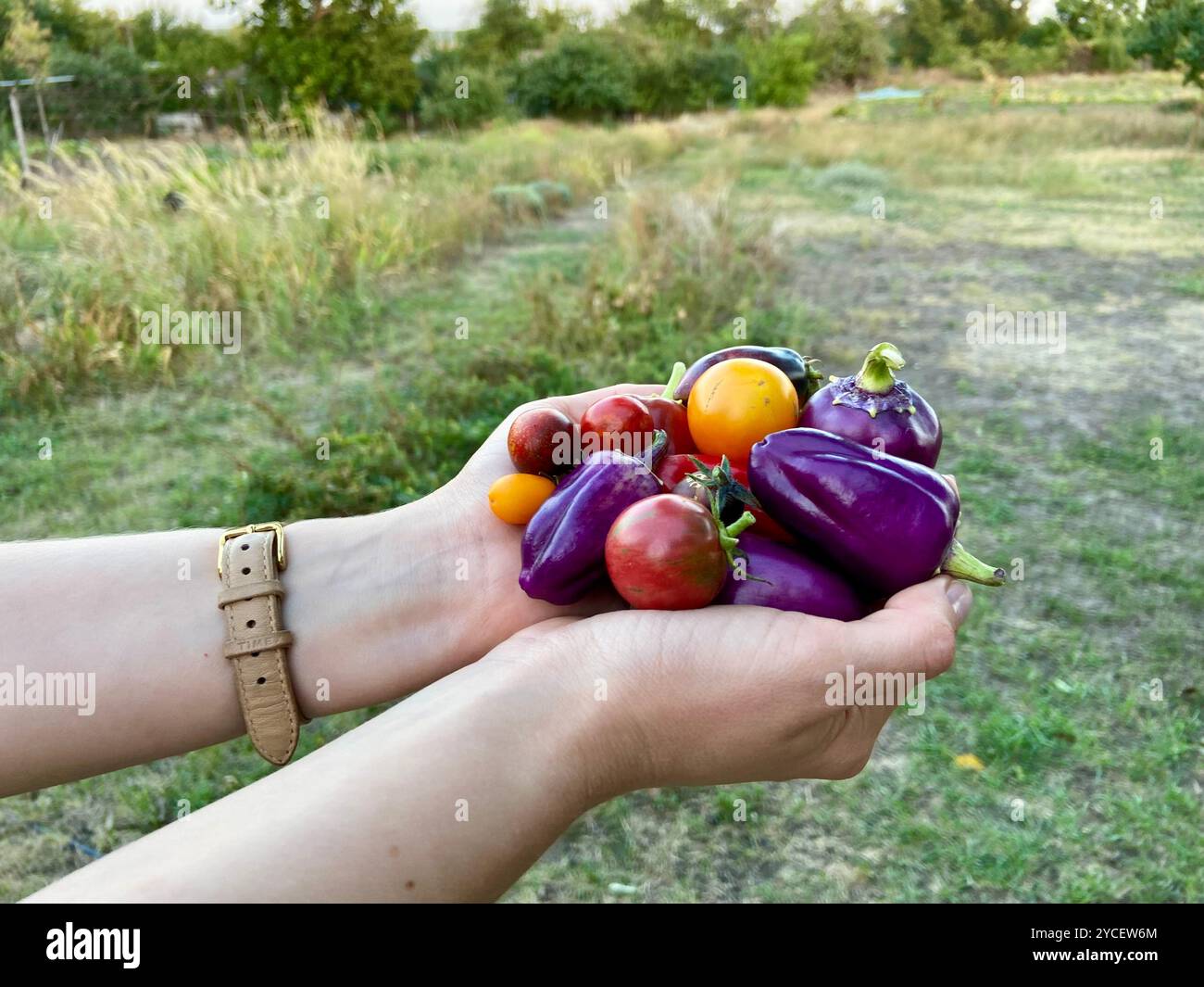 Le mani tengono in mano un mix colorato di pomodori rossi e gialli maturi insieme a peperoni viola profondi. Lo sfondo verde sfocato suggerisce un giardino abbondante. - Immagine stock catturata con smartphone