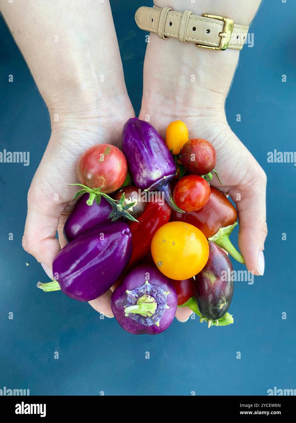 Mani che tengono in mano un variopinto assortimento di verdure fresche, tra cui pomodori, melanzane e pepe rosso su sfondo blu, perfette per il giardinaggio. - Immagine stock catturata con smartphone