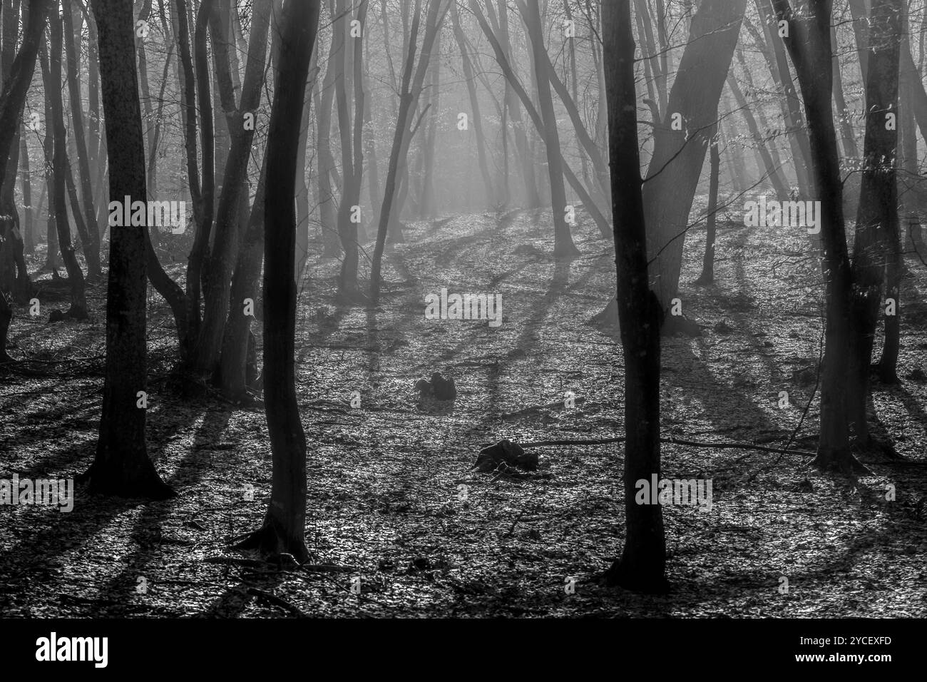 La Foresta di Hoia Baciu, la Foresta più infestata del mondo, con una reputazione per molte intense attività paranormali ed eventi inspiegabili. Dentro Hoia Baciu Haunte Foto Stock