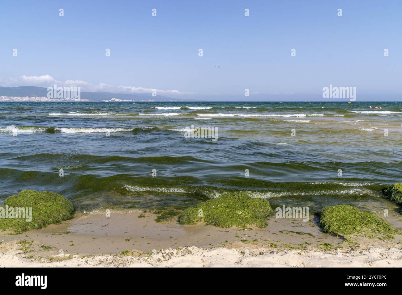 Alghe e alghe fioriscono a Sunny Beach, sulla costa del Mar Nero in Bulgaria Foto Stock