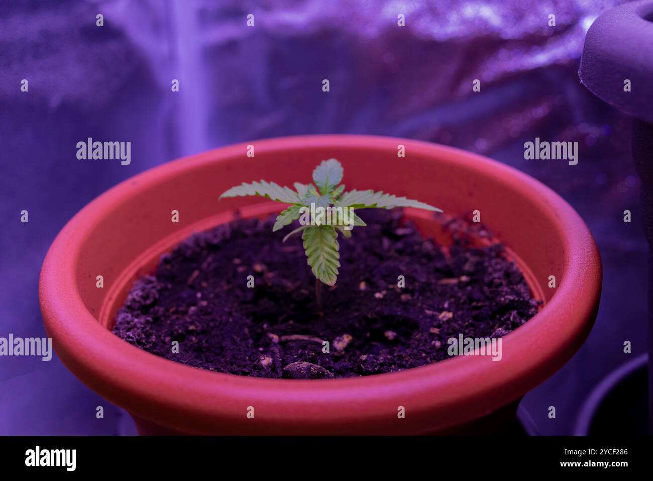 Una pianta di cannabis molto giovane in un vaso di fiori, Titan F1 Hybrid Auto Foto Stock