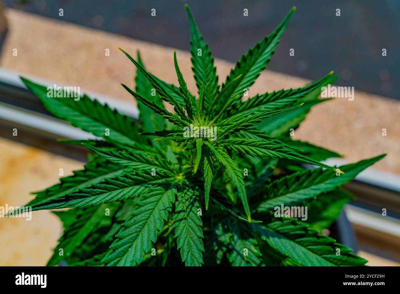 Prima fioritura di una pianta di cannabis automatica di 4 settimane su un davanzale al sole, Titan F1 Hybrid Auto Foto Stock