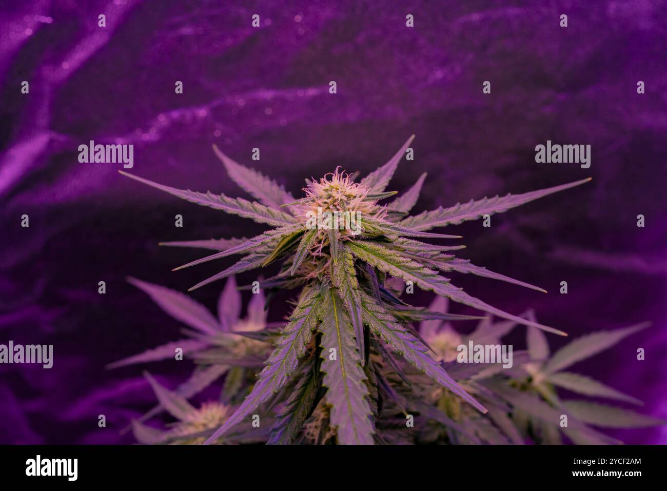 Fiorisce una pianta di cannabis Titan F1 Hybrid Auto sotto una luce crescente, primo piano Foto Stock