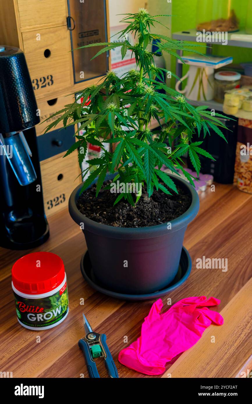 Pianta di cannabis su un tavolo da cucina con forbici e fertilizzante floreale, accanto ad esso un guanto usa e getta rosa Foto Stock