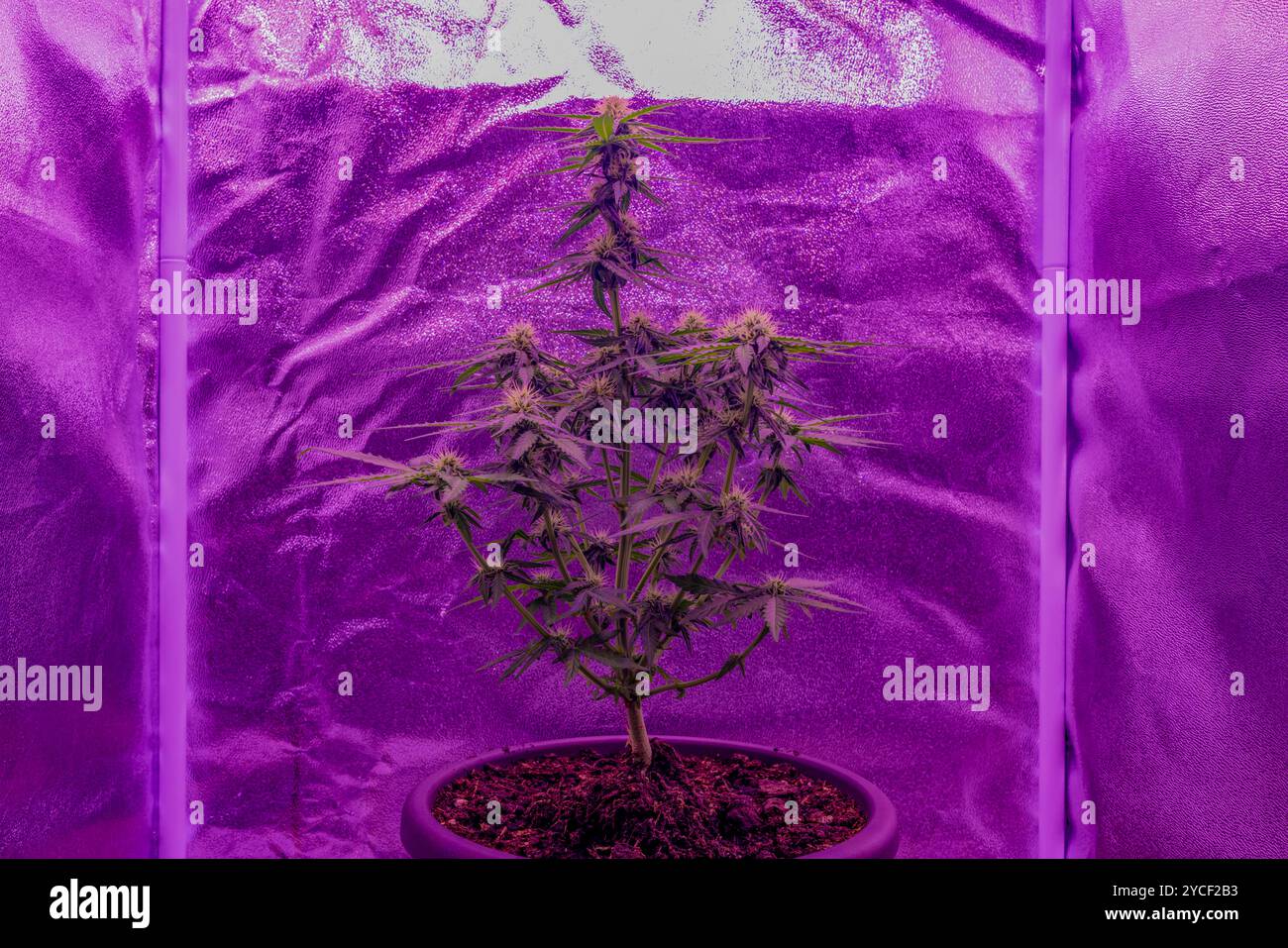 Titan F1 Hybrid Auto pianta di cannabis sotto una luce crescente con molti fiori Foto Stock