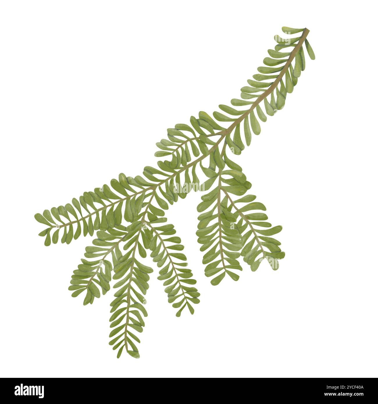 Filiera in Fir verde acquerello. Illustrazione digitale facile da utilizzare in Stampa e Web. Attributo per le vacanze invernali Foto Stock