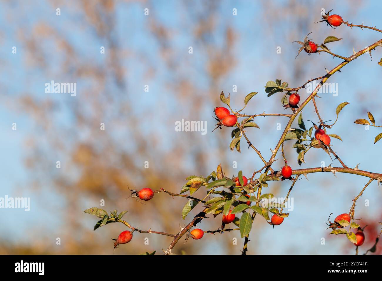 Bacche di rosehip rosse sui rami. Una bella foto di una rosa alla moda in un parco cittadino contro un cielo blu. Fianchi di rosa maturi appesi al cespuglio Foto Stock