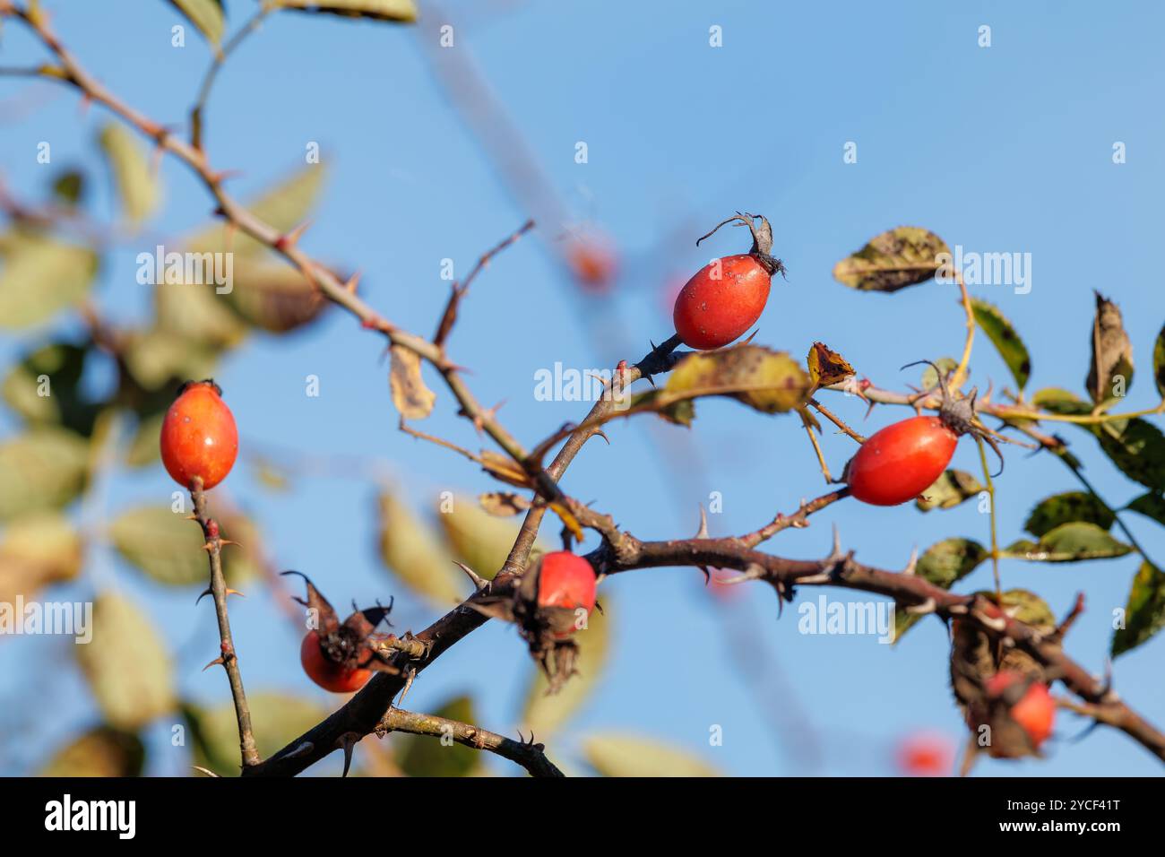 Bacche di rosehip rosse sui rami. Una bella foto di una rosa alla moda in un parco cittadino contro un cielo blu. Fianchi di rosa maturi appesi al cespuglio Foto Stock