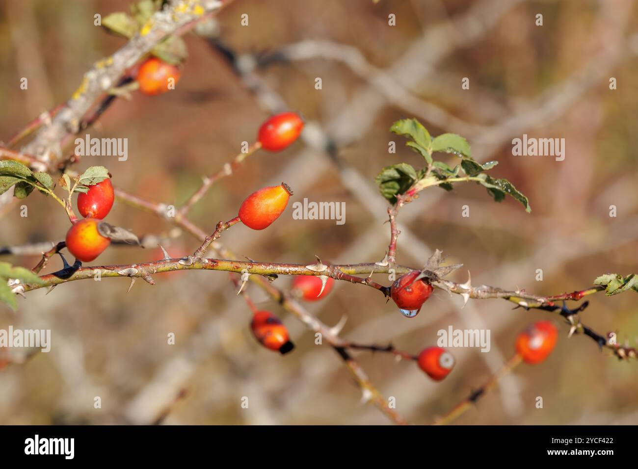 Una bella foto di una rosa alla moda in un parco cittadino. I frutti rosehip maturi appesi sul cespuglio, con le loro tonalità di rosso e arancione brillante, segnalano l'inizio di Foto Stock