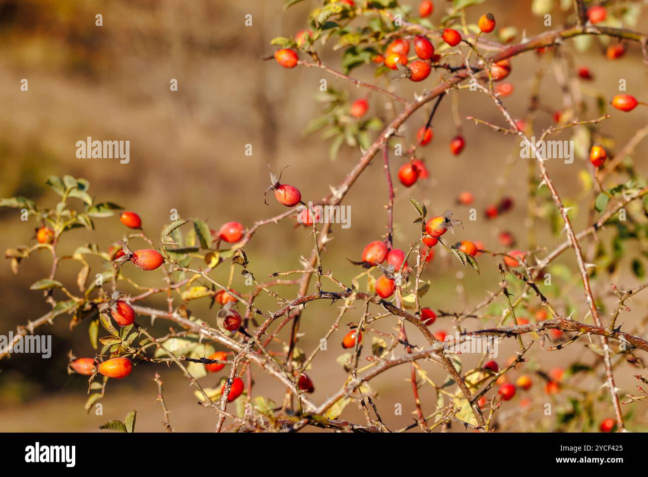 Una bella foto di una rosa alla moda in un parco cittadino. Frutta rosehip matura appesa al cespuglio Foto Stock