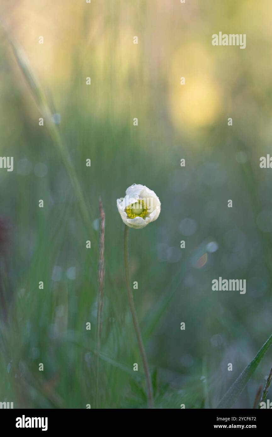fiore di prato bianco Foto Stock