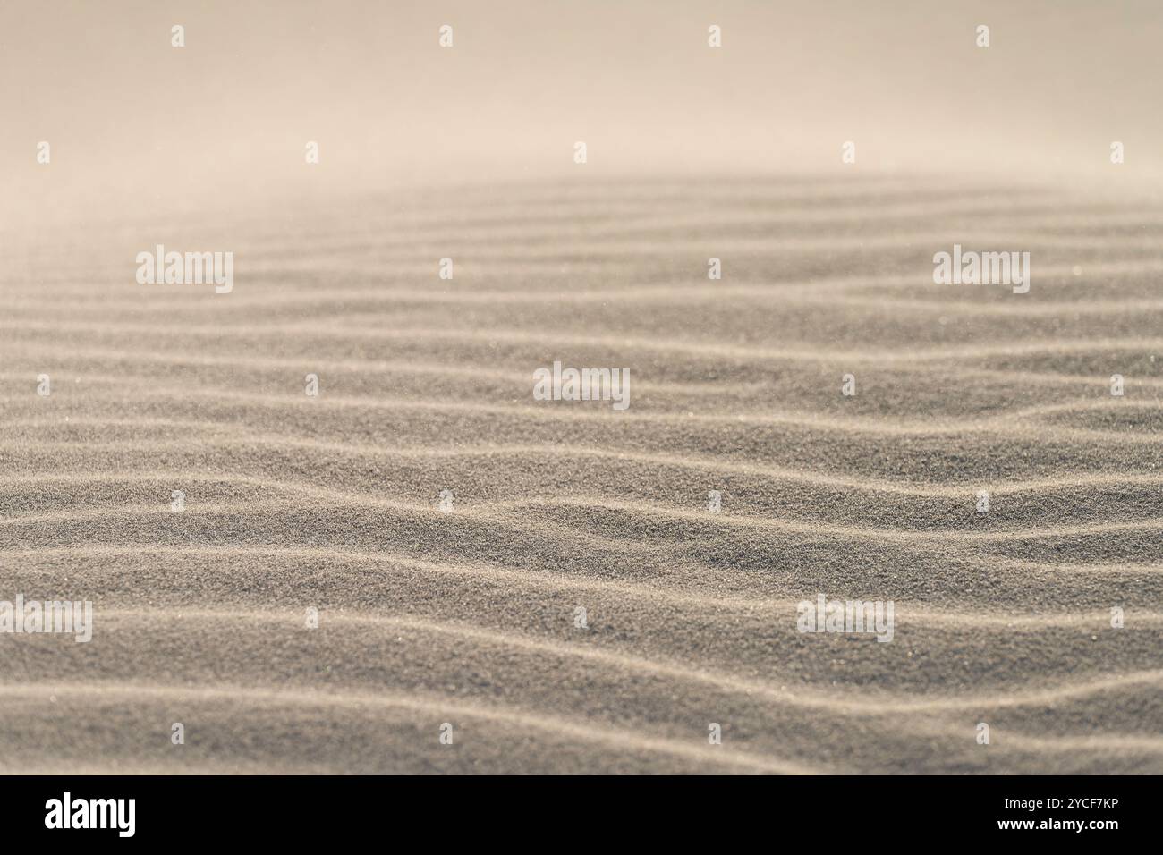 Motivo scolpito dal vento sulla sabbia, isola di Amrum, Schleswig-Holstein Wadden Sea National Park, Germania, Schleswig-Holstein, costa del Mare del Nord Foto Stock