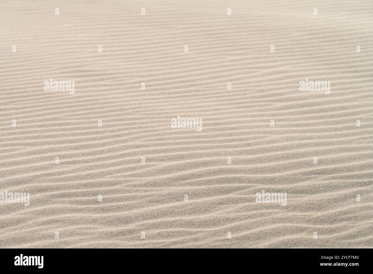 Motivo scolpito dal vento sulla sabbia, isola di Amrum, Schleswig-Holstein Wadden Sea National Park, Germania, Schleswig-Holstein, costa del Mare del Nord Foto Stock